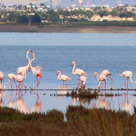 Casa Piszi Apartment Torrevieja